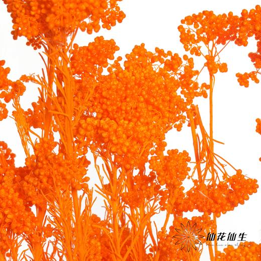 永生花材 | 小米花漂橙色 商品图0