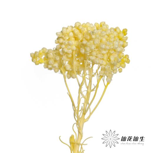 永生花材 | 小米花漂黄色 商品图3