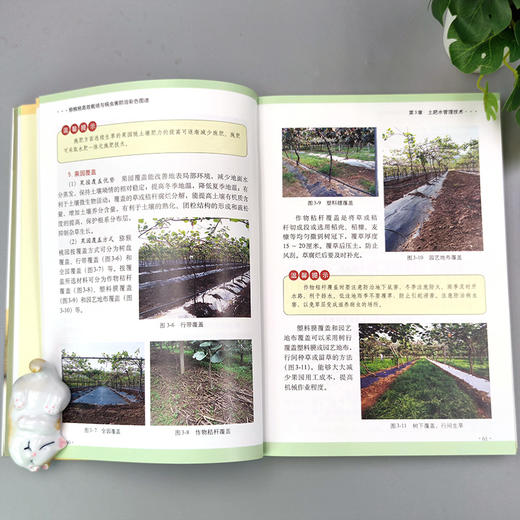 猕猴桃高效栽培与病虫害防治彩色图谱（扫码看视频•轻松学技术丛书） 商品图2