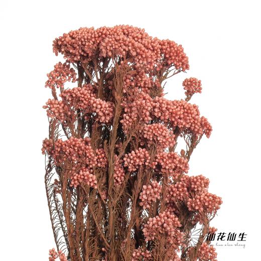 永生花材 | 小米花浅粉色 商品图0
