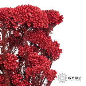永生花材 | 小米花红色