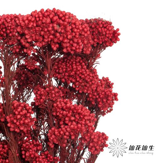 永生花材 | 小米花红色 商品图0
