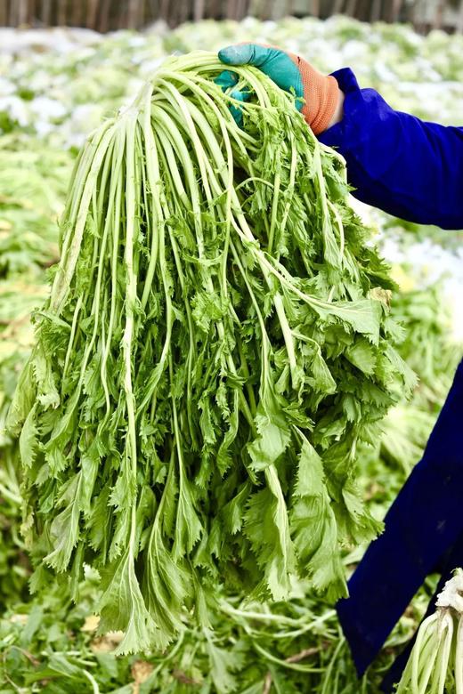 鄞州雪菜 商品图4