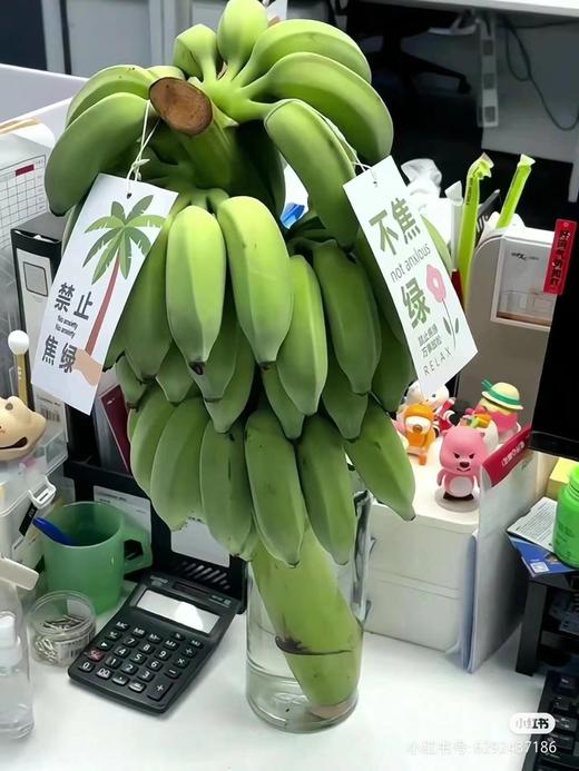 小清新花卉挂牌吊卡---绿植卡片 商品图3