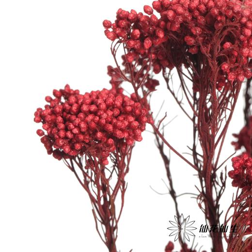 永生花材 | 小米花红色 商品图2