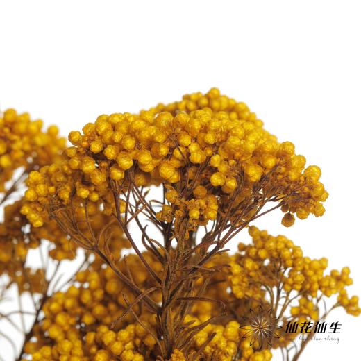 永生花材 | 小米花黄色 商品图1