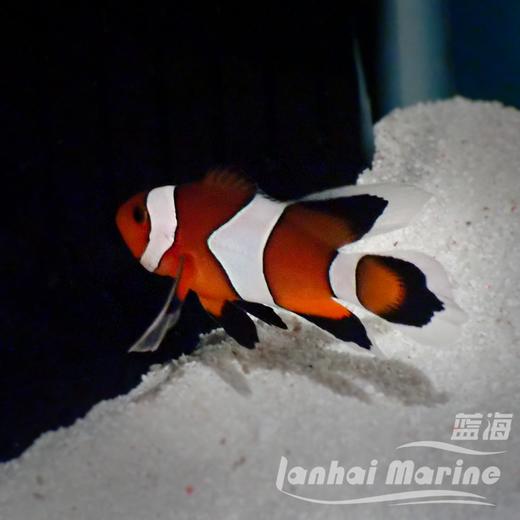 人工礼服公子小丑 商品图5