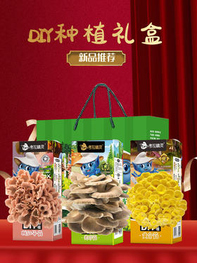 考拉精灵DIY种植蘑菇