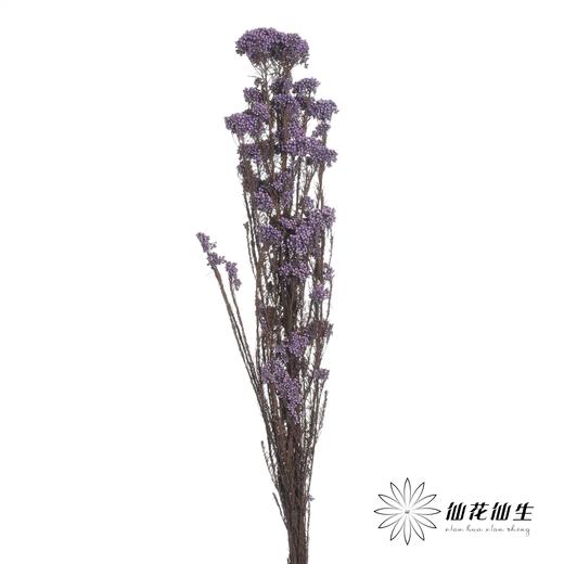 永生花材 | 小米花紫色 商品图1