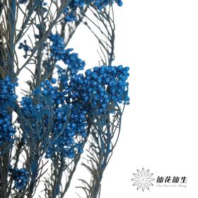 永生花材 | 小米花宝蓝