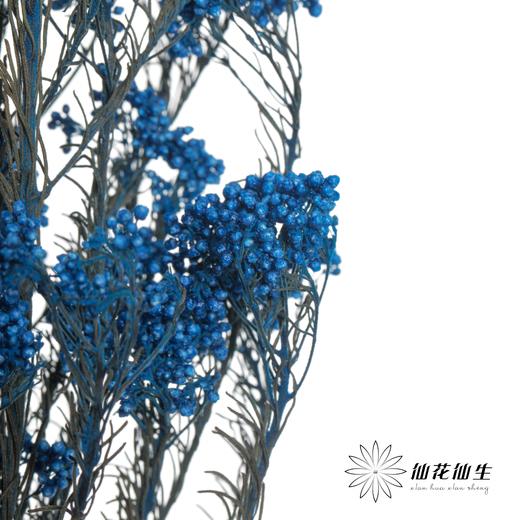 永生花材 | 小米花宝蓝 商品图0
