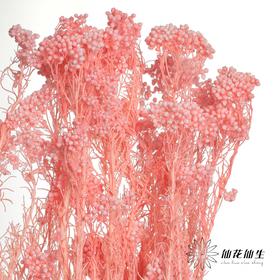 永生花材 | 小米花漂浅粉