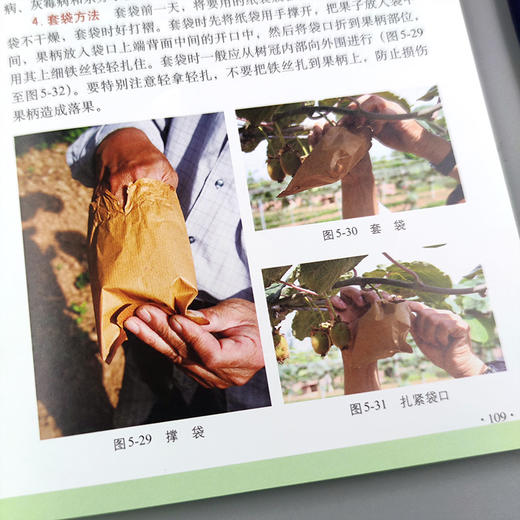 猕猴桃高效栽培与病虫害防治彩色图谱（扫码看视频•轻松学技术丛书） 商品图3