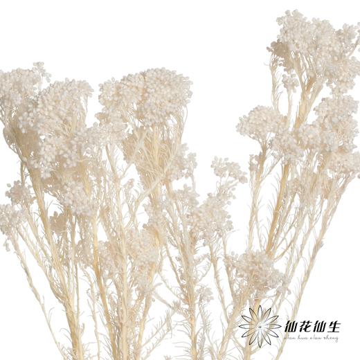永生花材 | 小米花漂白色 商品图3