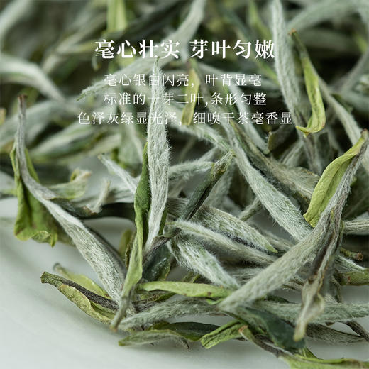 「北路白茶」梨白 福鼎白茶特级白牡丹2024年明前茶叶新茶散茶250g 商品图1