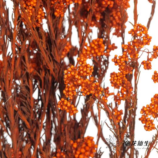 永生花材 | 小米花橙色 商品图1