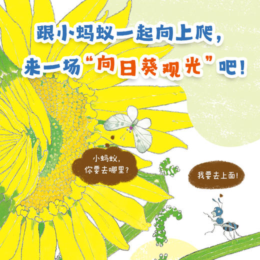小蚂蚁向上爬（活力满满的早安绘本，每个孩子都是元气宝宝，属于低龄宝宝的自然认知绘本，大开本竖翻书，一场书页间的向日葵观光）(村上勉 著) 商品图2