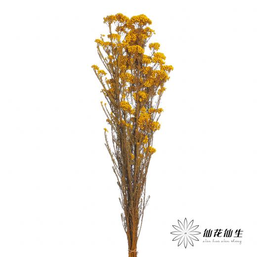 永生花材 | 小米花黄色 商品图2