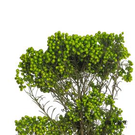 永生花材 | 小米花绿色