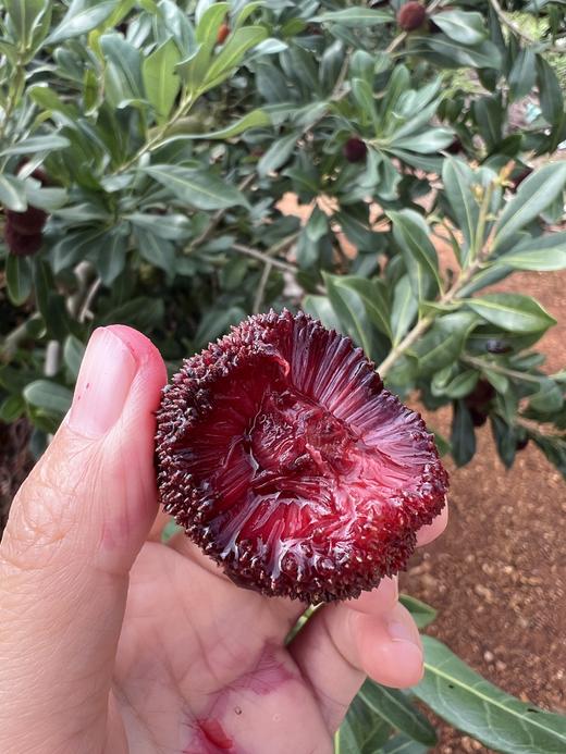 口口爆汁，颗颗甄选！【浙江东魁杨梅/蜜丝杨梅】高山密林种植 自然生态甜度高 颗颗饱满汁水足！ 商品图4