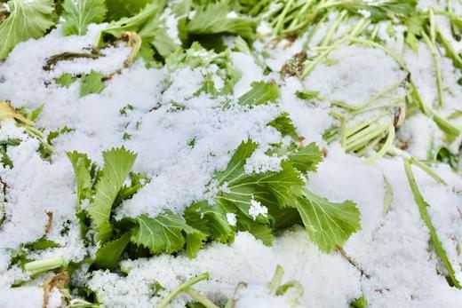 鄞州雪菜 商品图2