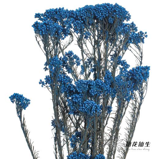 永生花材 | 小米花宝蓝 商品图1