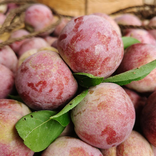 【广东信宜】现摘即发三华李新鲜正宗红心李酸甜脆 商品图3