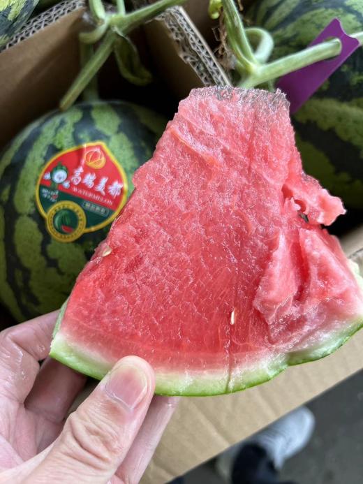 周四取货：【定金链接】无籽麒麟西瓜，5元/斤，甜蜜多汁！预付定金10元，到店称重补差价。 商品图2