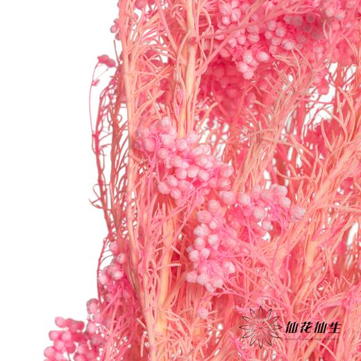 永生花材 | 小米花漂亮粉 商品图3