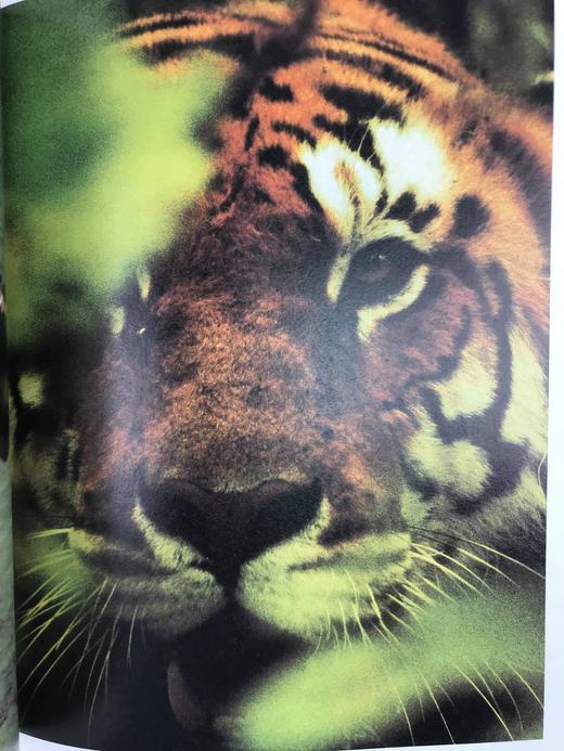 奥杜邦学会野生动物之书 150余幅彩色插图 精装大16开 商品图12