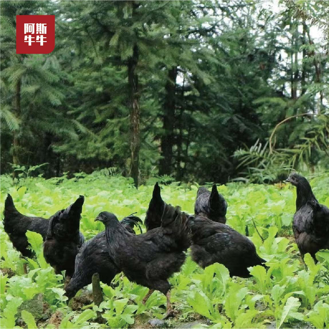 【螺髻山乌骨鸡】来自螺髻山茫茫深林的乌骨鸡3-4斤，土法饲养，肉质鲜嫩美味！