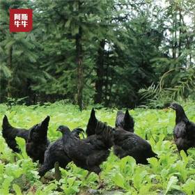 【螺髻山乌骨鸡】来自螺髻山茫茫深林的乌骨鸡3-4斤，土法饲养，肉质鲜嫩美味！