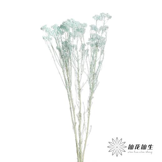 永生花材 | 小米花漂浅蓝 商品图1