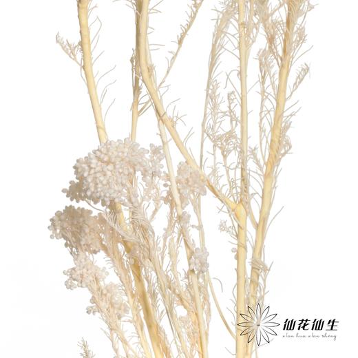 永生花材 | 小米花漂白色 商品图2