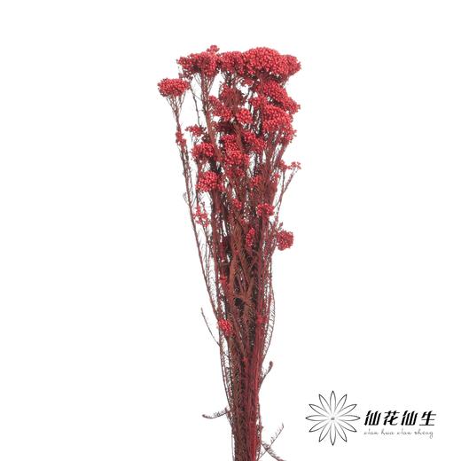 永生花材 | 小米花红色 商品图3
