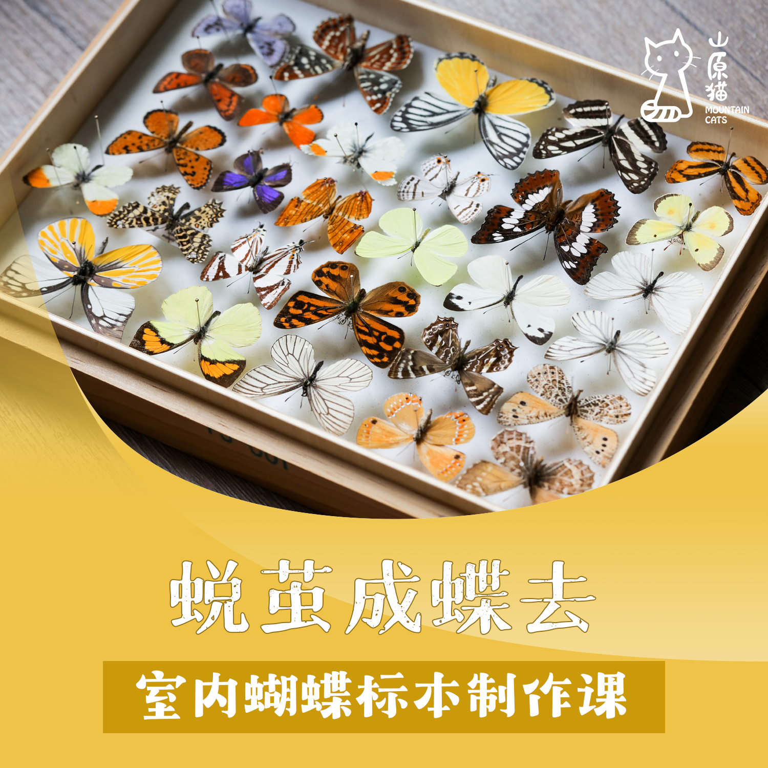 【12月28日 周日下午·室内单飞营】蜕茧成蝶去·蝴蝶标本制作课