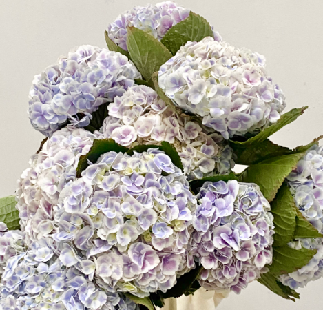 绣球 | 孔雀（颜色可能不一样介意慎拍）