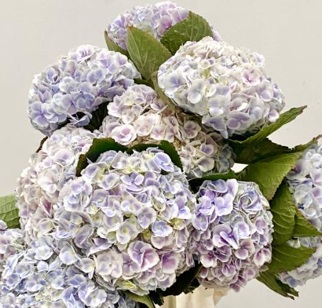 绣球 | 孔雀（颜色可能不一样介意慎拍） 商品图0