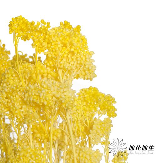 永生花材 | 小米花漂黄色 商品图0