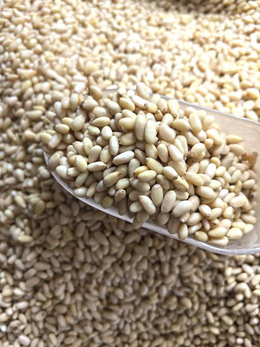 【散装，25年新货】  小颗粒 松子仁 50g/250g 生松子仁 五仁月饼烘焙用品 商品图0