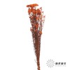 永生花材 | 小米花橙色 商品缩略图2