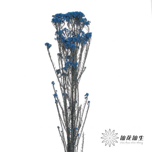 永生花材 | 小米花宝蓝 商品图2