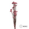 永生花材 | 小米花粉色 商品缩略图1