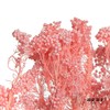 永生花材 | 小米花漂浅粉 商品缩略图3