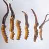 野生玉树高海拔新鲜冬虫夏草（断草、瑕疵草） | 合作生产 * Yushu high altitude fresh Cordyceps sinensis | Coproduction 商品缩略图0