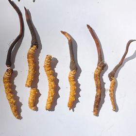野生玉树高海拔新鲜冬虫夏草（断草、瑕疵草） | 合作生产 * Yushu high altitude fresh Cordyceps sinensis | Coproduction