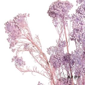 永生花材 | 小米花漂紫色