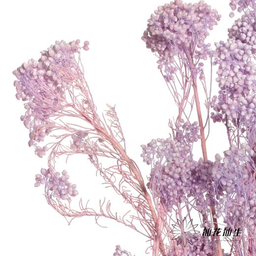 永生花材 | 小米花漂紫色 商品图0
