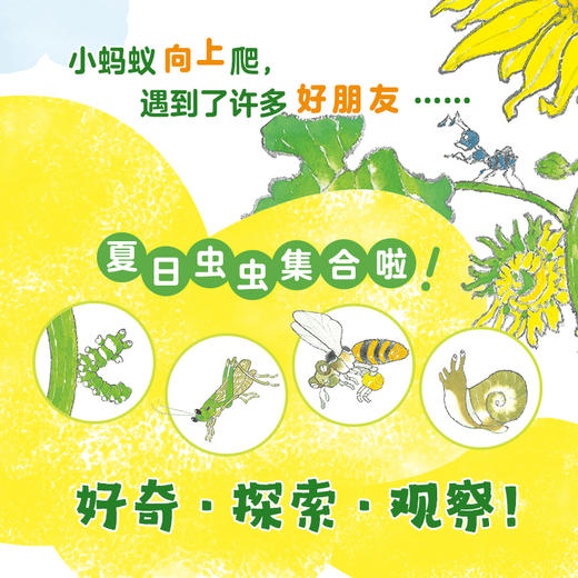小蚂蚁向上爬（活力满满的早安绘本，每个孩子都是元气宝宝，属于低龄宝宝的自然认知绘本，大开本竖翻书，一场书页间的向日葵观光）(村上勉 著) 商品图3
