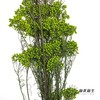 永生花材 | 小米花绿色 商品缩略图2